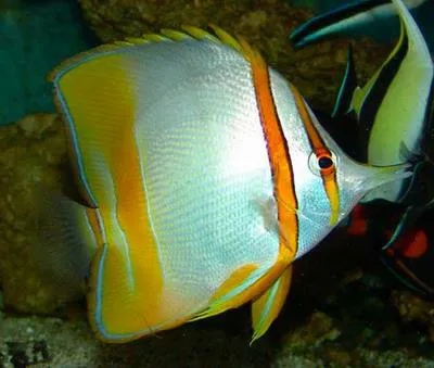 Margined coralfish (Chelmon marginalis)