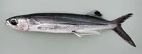 Margined flyingfish (Cheilopogon cyanopterus)