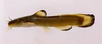 Margined madtom (Noturus insignis)