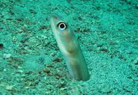 Margintail conger (Paraconger caudilimbatus)