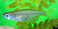 Marine sailfin silverside (Kalyptatherina helodes)