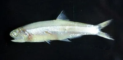 Marini's anchovy (Anchoa marinii)