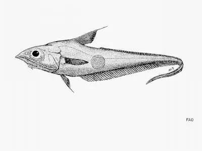 Marini's grenadier (Coelorinchus marinii)