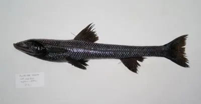 Marion's spiderfish (Bathytyphlops marionae)