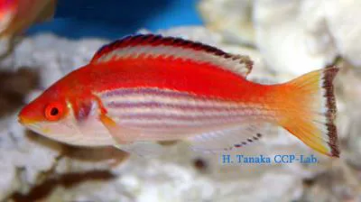 Marjorie's Wrasse (Cirrhilabrus marjorie)