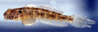 Marked goby (Ctenogobius stigmaticus)