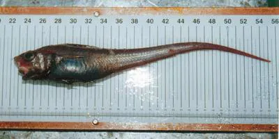 Marlin-spike grenadier (Nezumia bairdii)
