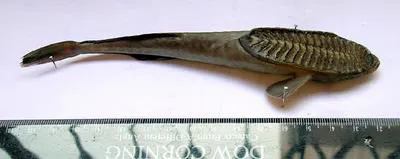 Marlin sucker (Remora osteochir)