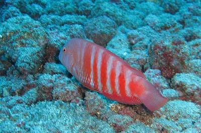 Marmalade Razorfish (Xyrichtys blanchardi)
