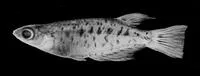 Marmorated medaka (Oryzias marmoratus)
