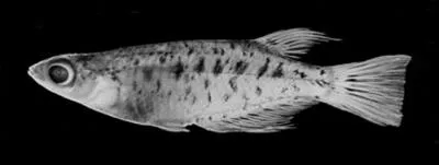 Marmorated medaka (Oryzias marmoratus)