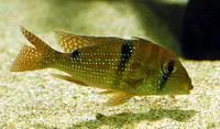 Maroni eartheater (Geophagus harreri)