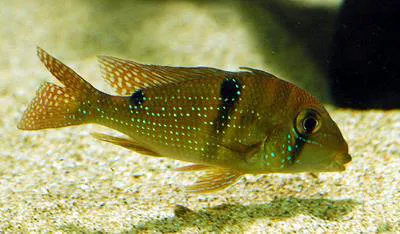 Maroni eartheater (Geophagus harreri)