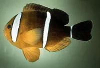 Maroon clownfish (Amphiprion tricinctus)