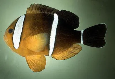 Maroon clownfish (Amphiprion tricinctus)