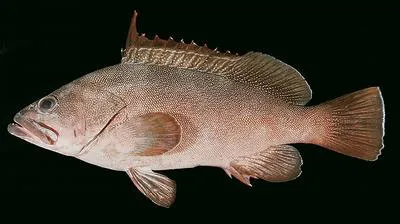Marquesan grouper (Epinephelus irroratus)