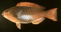Marquesan parrotfish (Scarus koputea)