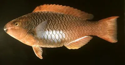 Marquesan parrotfish (Scarus koputea)