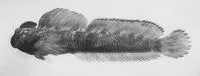 Marquesan rockstripper (Alticus simplicirrus)