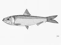 Marquesan sardinella (Sardinella marquesensis)