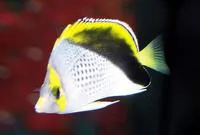 Marquesas butterflyfish (Chaetodon declivis)
