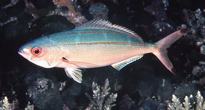 Marr's fusilier (Pterocaesio marri)