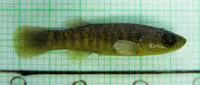 Marsh killifish (Fundulus confluentus)
