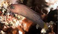 Marshall Is. dottyback (Pseudochromis marshallensis)