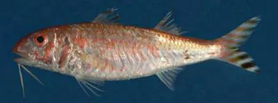 Mascarene goatfish (Upeneus mascareinsis)
