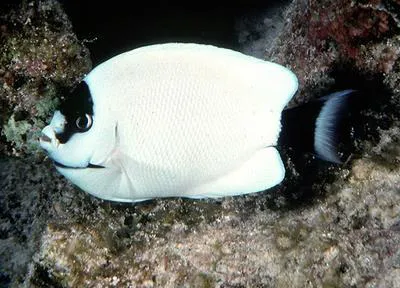 Masked angelfish (Genicanthus personatus)