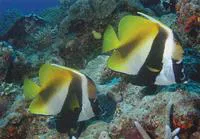 Masked bannerfish (Heniochus monoceros)