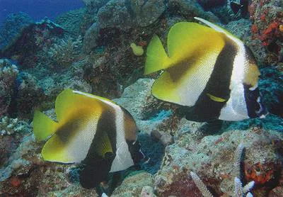 Masked bannerfish (Heniochus monoceros)