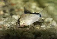 Masked corydoras (Corydoras metae)