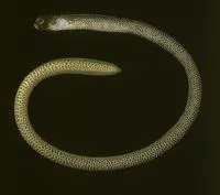 Masked garden eel (Heteroconger lentiginosus)