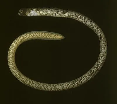 Masked garden eel (Heteroconger lentiginosus)
