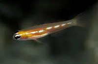 Masked goby (Coryphopterus personatus)