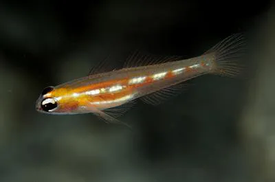 Masked goby (Coryphopterus personatus)