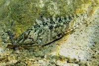 Masked greenling (Hexagrammos octogrammus)