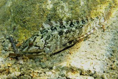 Masked greenling (Hexagrammos octogrammus)