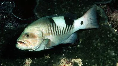 Masked grouper (Gracila albomarginata)