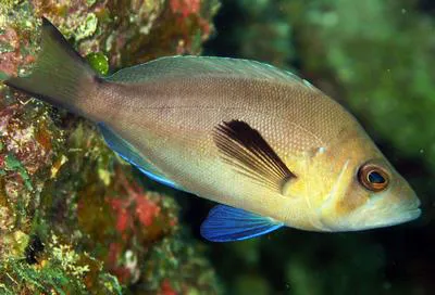 Masked Hamlet (Hypoplectrus providencianus)