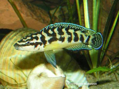 Masked julie (Julidochromis transcriptus)