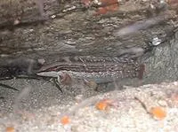 Masked prickleback (Ernogrammus walkeri)