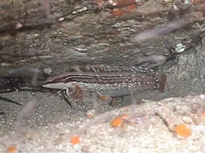 Masked prickleback (Ernogrammus walkeri)
