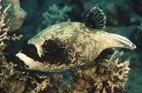 Masked puffer (Arothron diadematus)