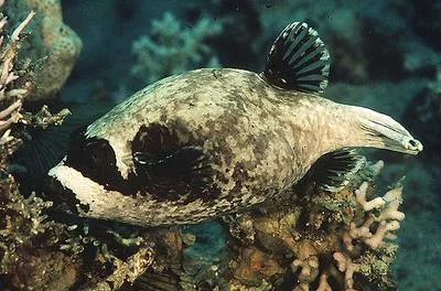 Masked puffer (Arothron diadematus)