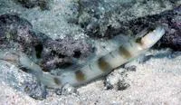 Masked shrimpgoby (Amblyeleotris gymnocephala)