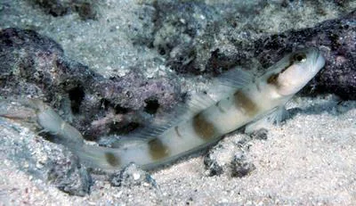 Masked shrimpgoby (Amblyeleotris gymnocephala)