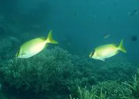 Masked spinefoot (Siganus puellus)