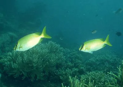 Masked spinefoot (Siganus puellus)